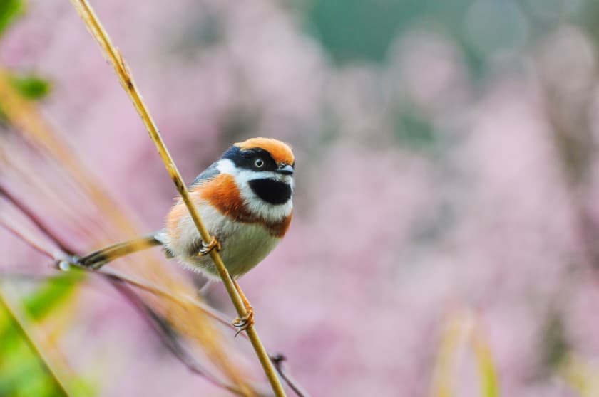 武陵賞鳥-bird-watching